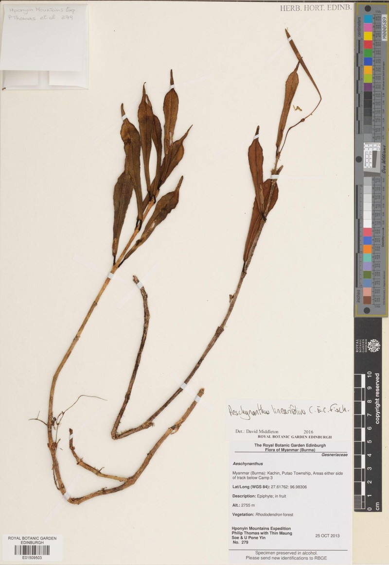Aeschynanthus linearifolius