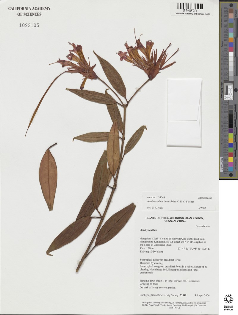 Aeschynanthus linearifolius photo 2