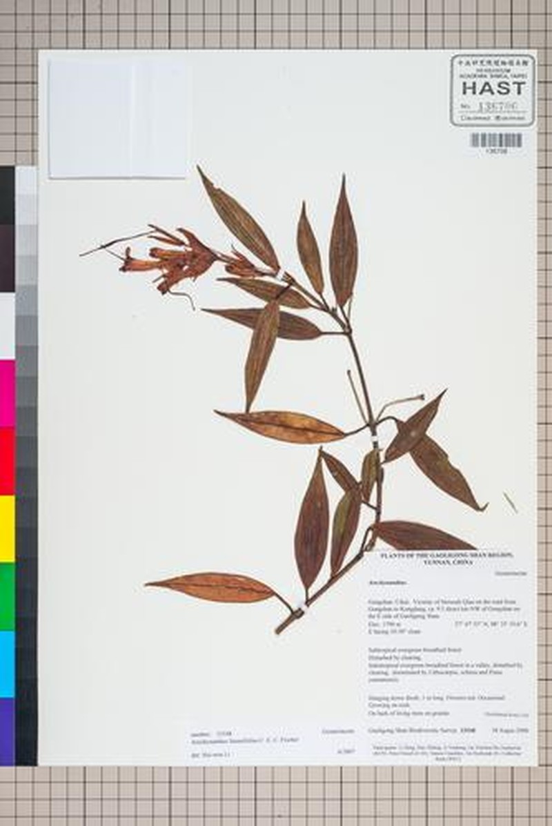 Aeschynanthus linearifolius photo 3