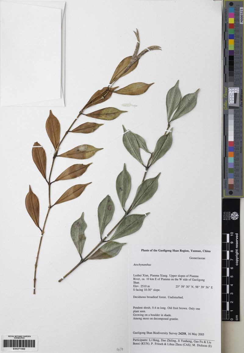 Aeschynanthus linearifolius photo 4