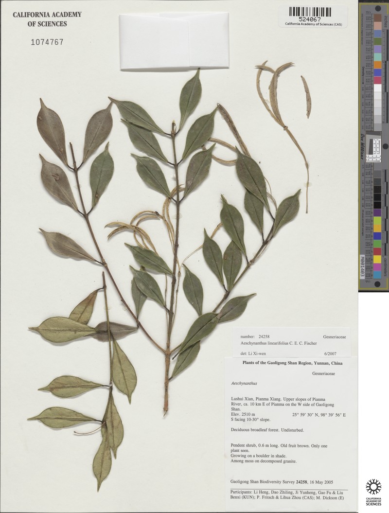 Aeschynanthus linearifolius photo 5