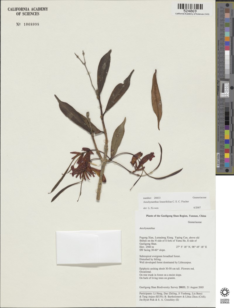 Aeschynanthus linearifolius photo 6
