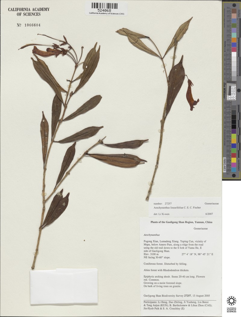 Aeschynanthus linearifolius photo 7