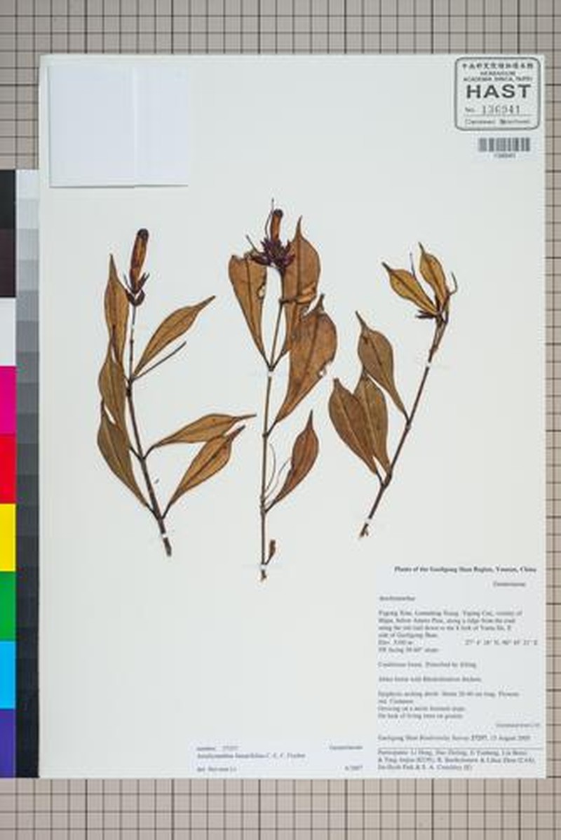 Aeschynanthus linearifolius photo 8