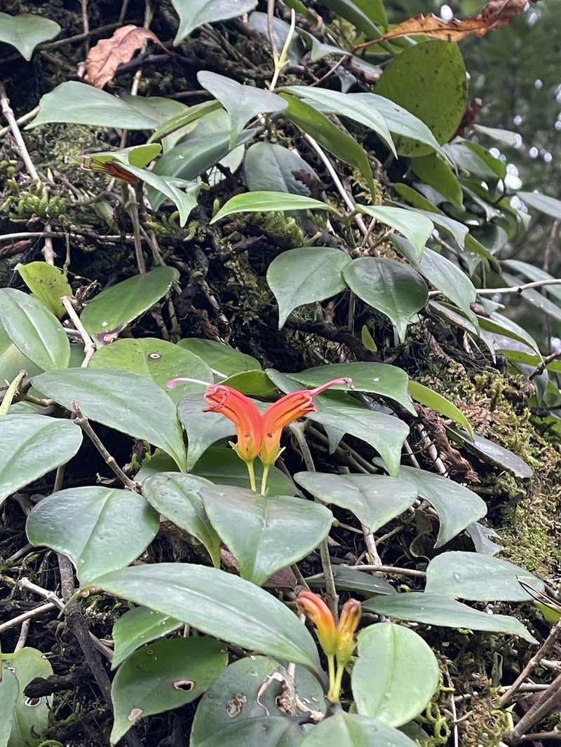 Aeschynanthus lineatus