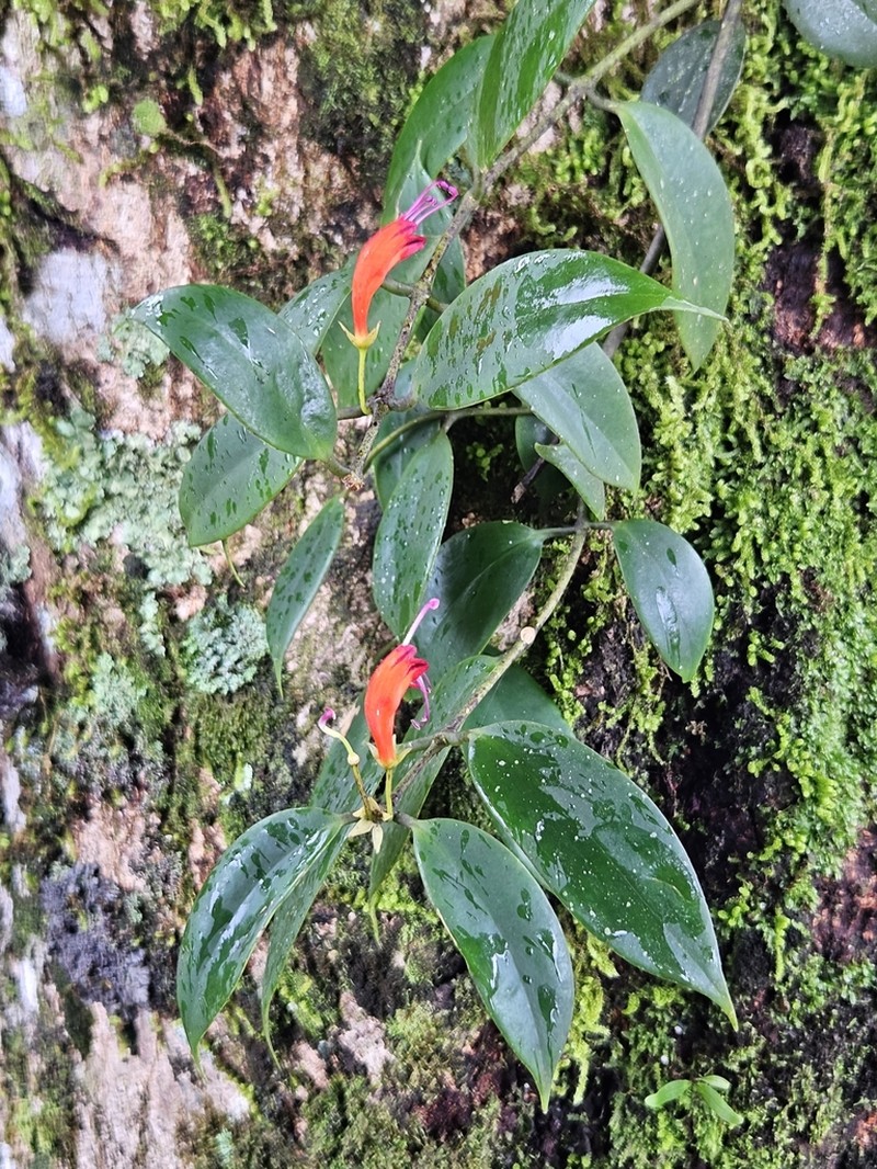 Aeschynanthus lineatus photo 2