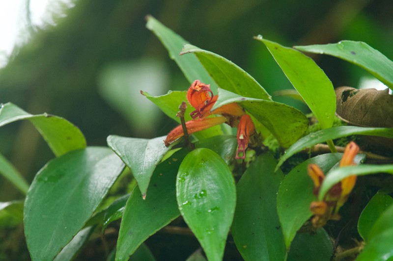 Aeschynanthus lineatus photo 3