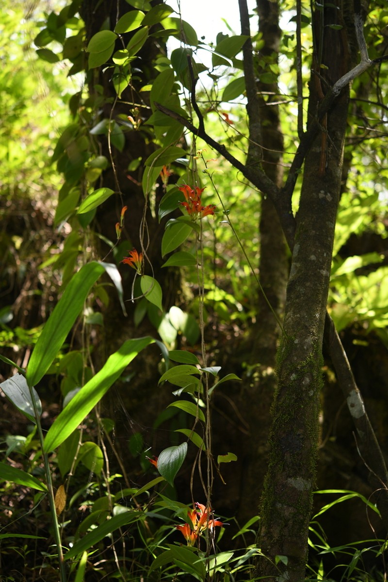 Aeschynanthus lineatus photo 4