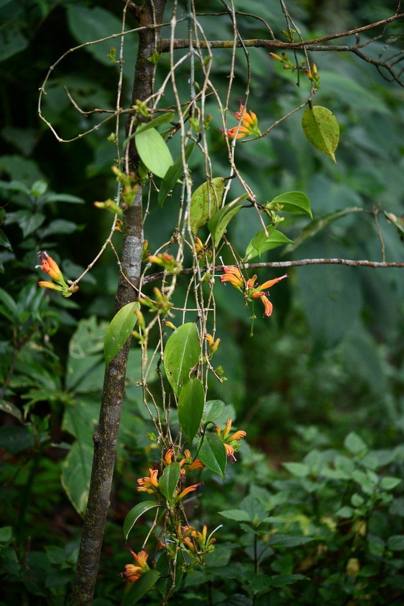 Aeschynanthus lineatus photo 5