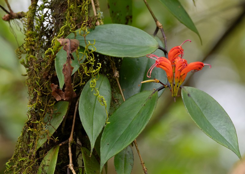 Aeschynanthus lineatus photo 6