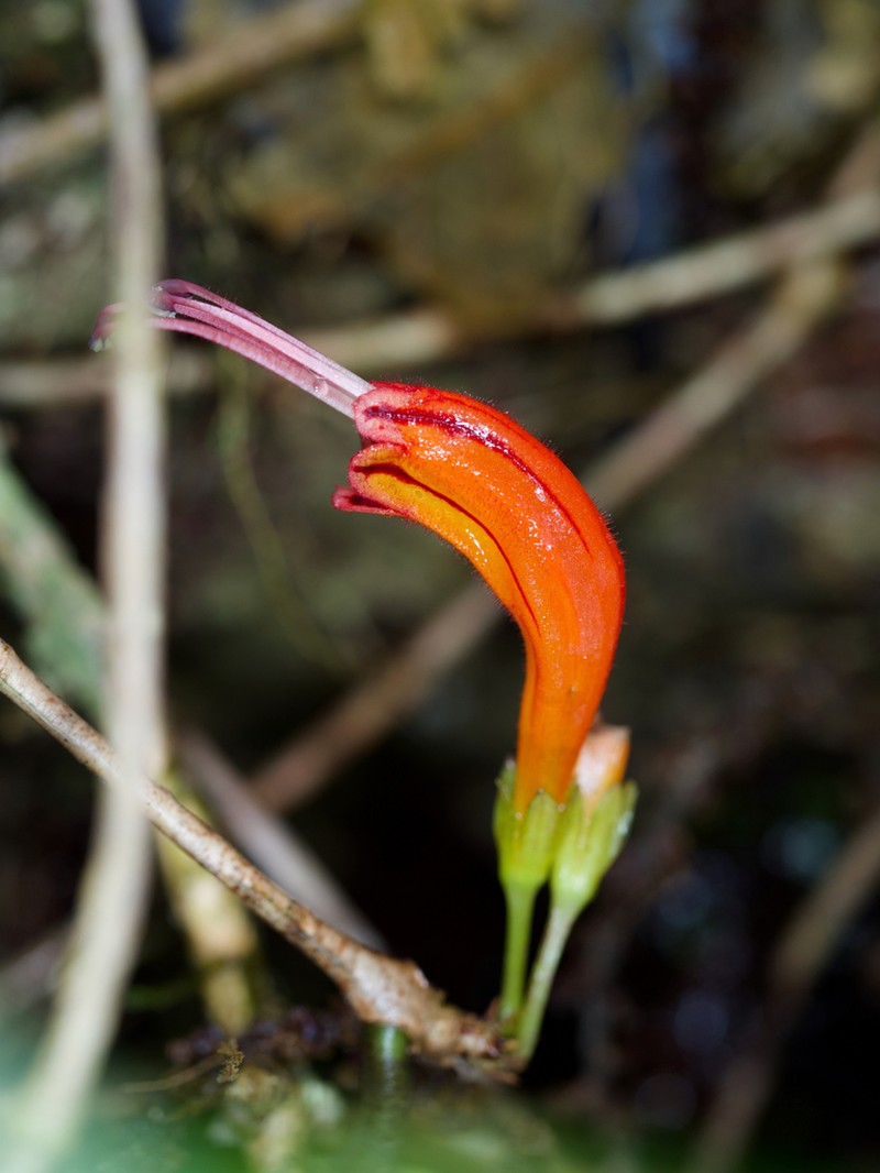 Aeschynanthus lineatus photo 7