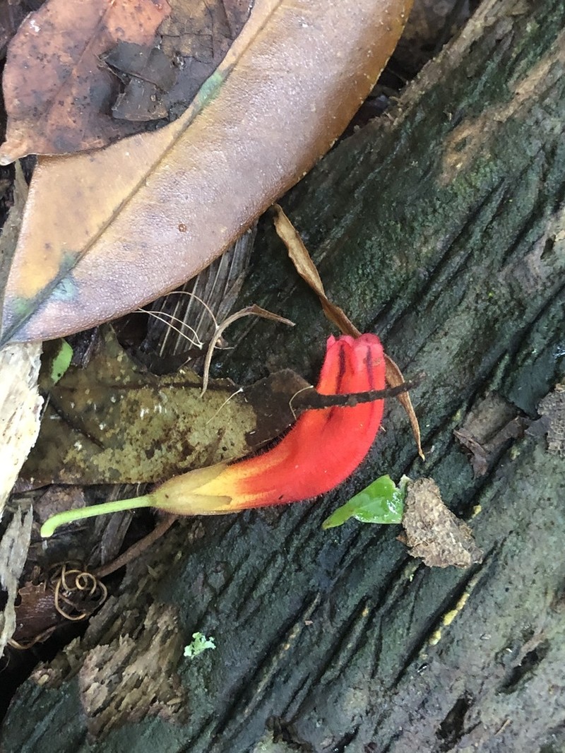 Aeschynanthus lineatus photo 8