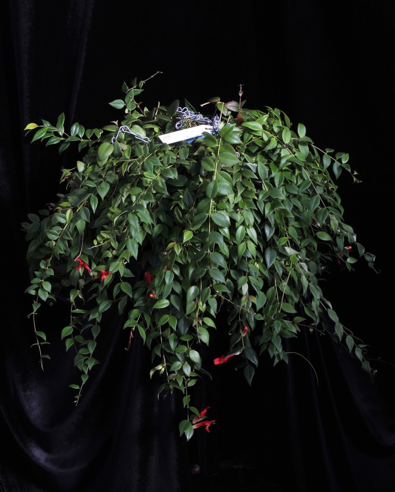 Aeschynanthus lobaticalyx