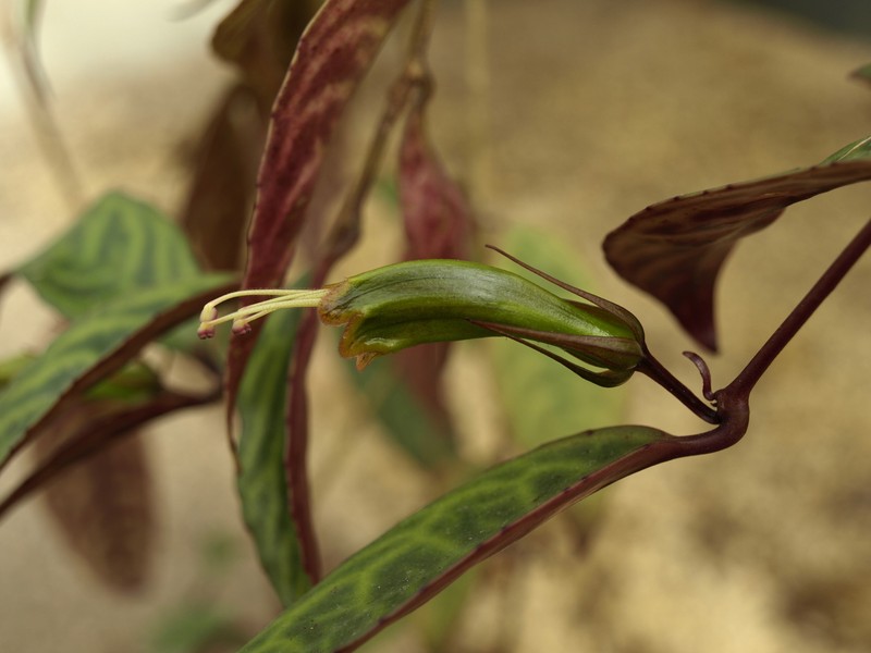 Aeschynanthus longicaulis