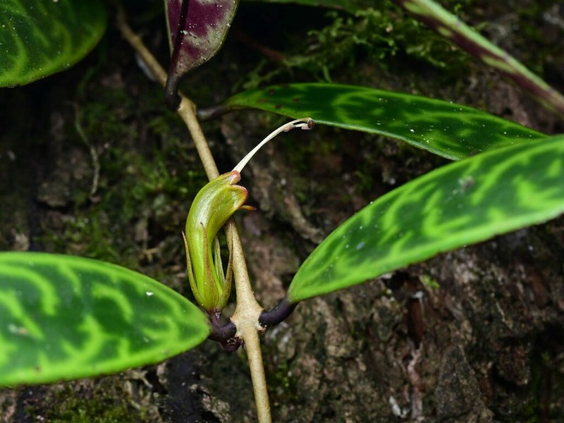 Aeschynanthus longicaulis photo 2
