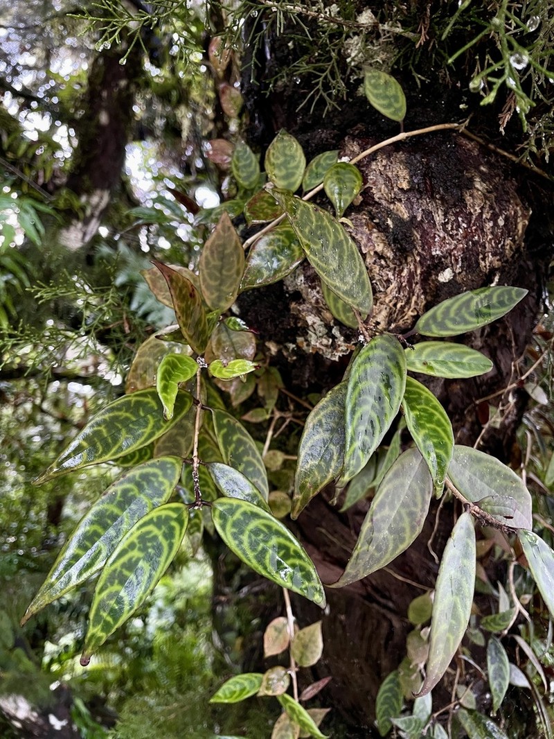 Aeschynanthus longicaulis photo 3
