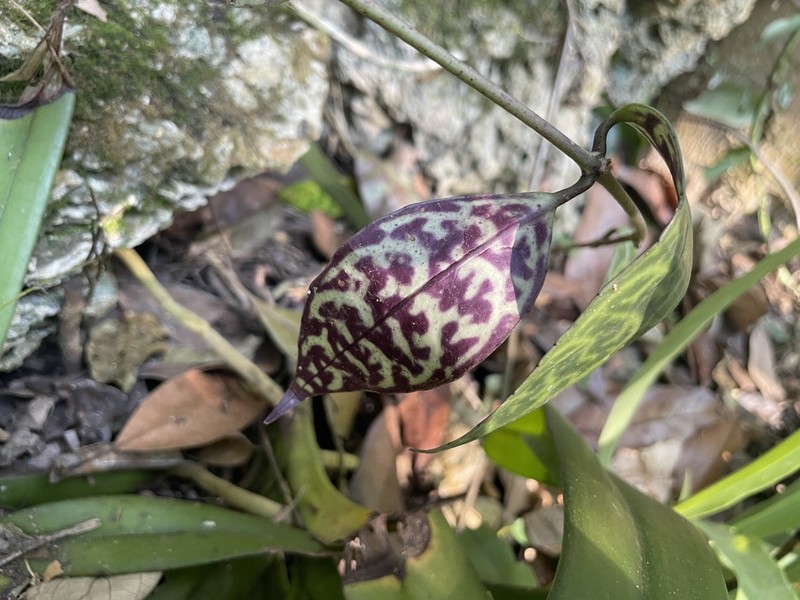 Aeschynanthus longicaulis photo 4