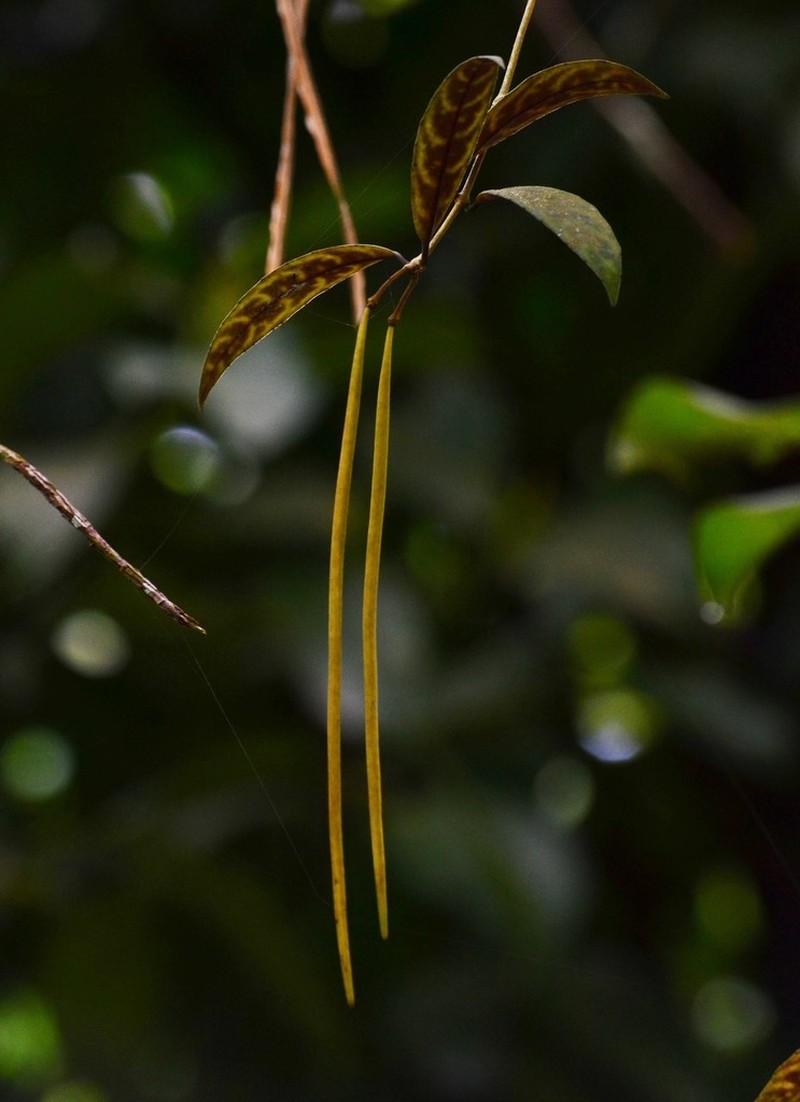 Aeschynanthus longicaulis photo 5