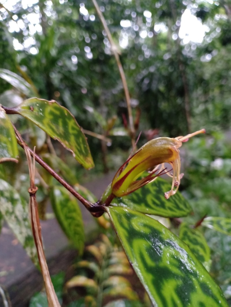 Aeschynanthus longicaulis photo 6