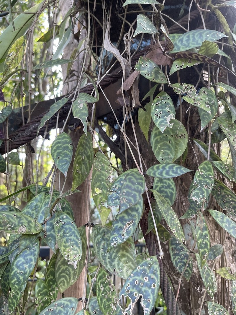 Aeschynanthus longicaulis photo 8