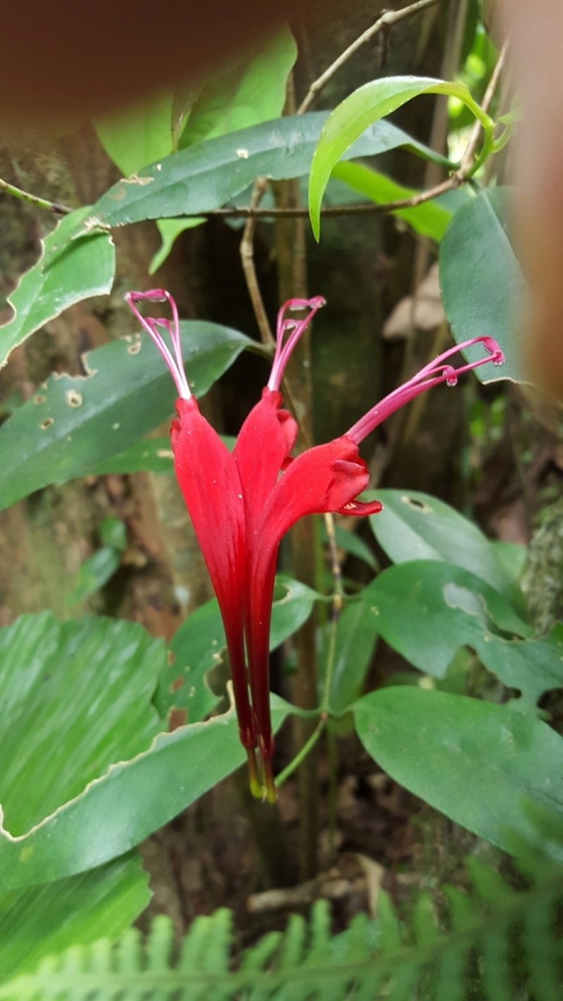 Aeschynanthus longiflorus