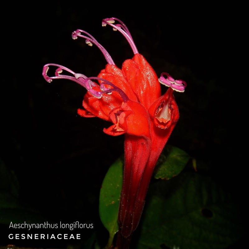 Aeschynanthus longiflorus photo 2