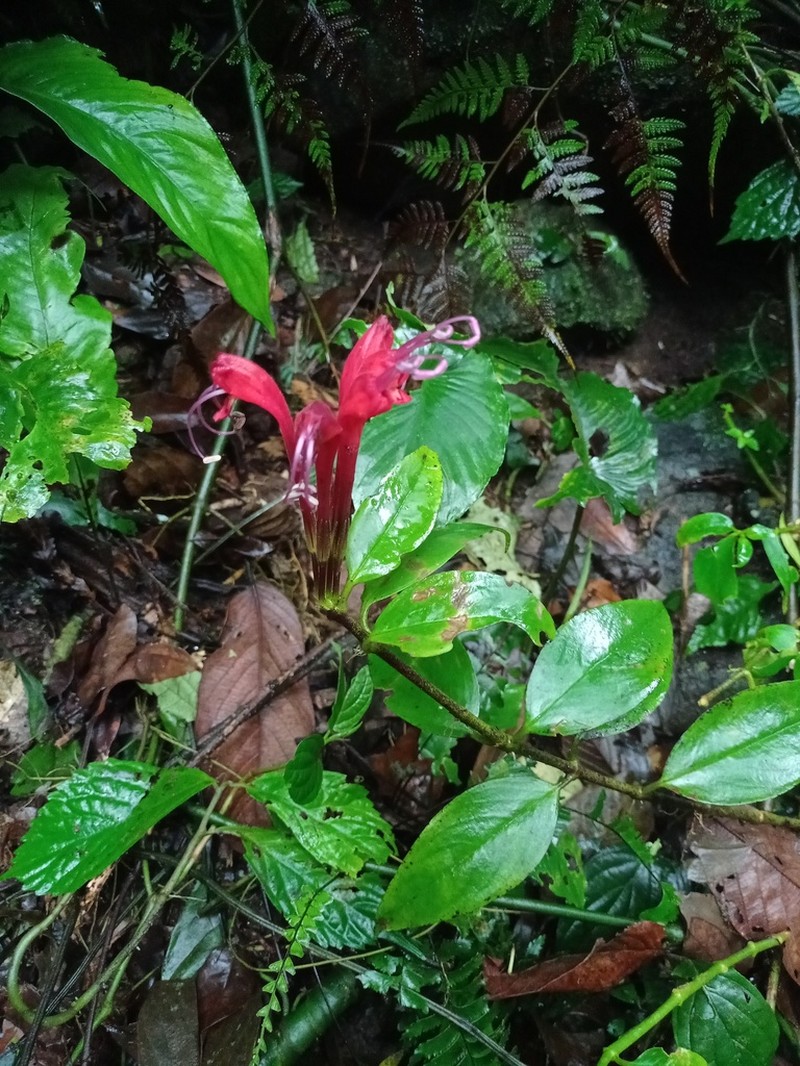 Aeschynanthus longiflorus photo 5