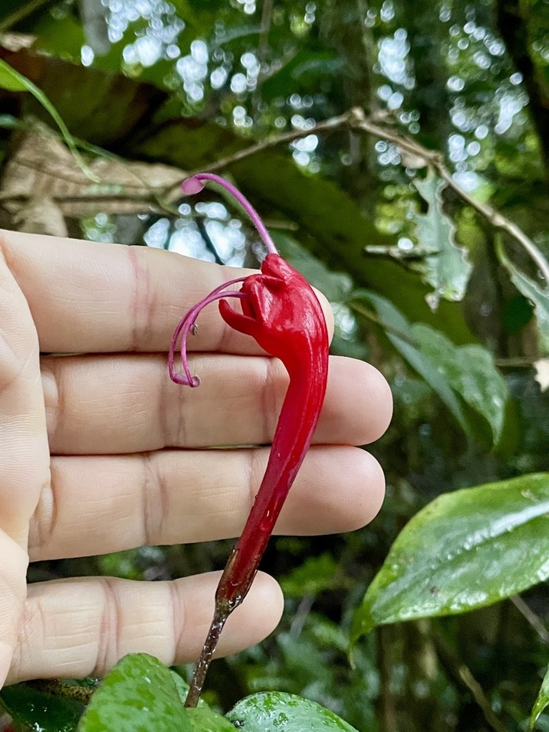 Aeschynanthus longiflorus photo 6