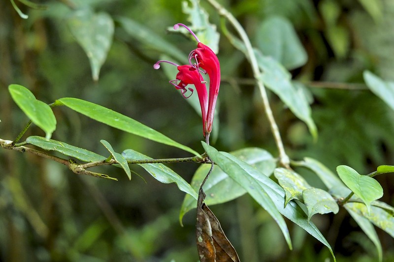 Aeschynanthus longiflorus photo 7