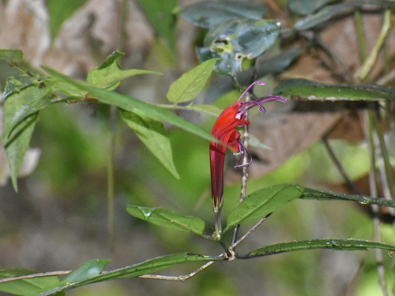 Aeschynanthus longiflorus photo 8