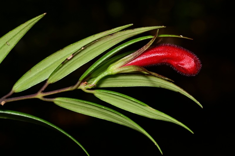 Aeschynanthus macgregorii photo 2