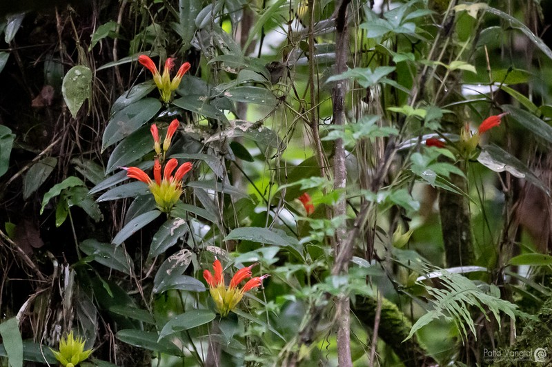 Aeschynanthus macrocalyx
