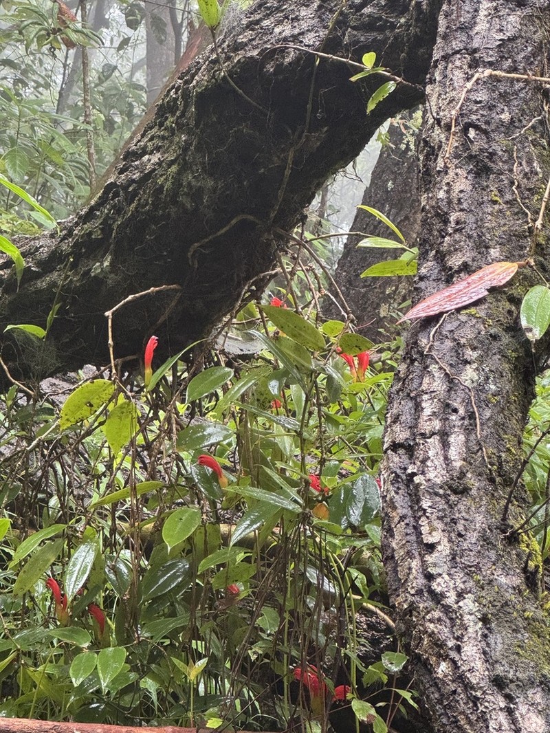 Aeschynanthus macrocalyx photo 2