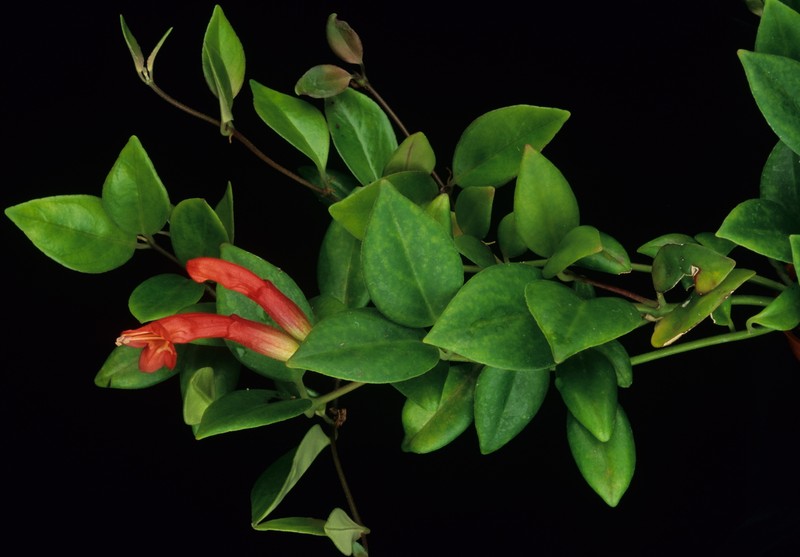 Aeschynanthus madulidii