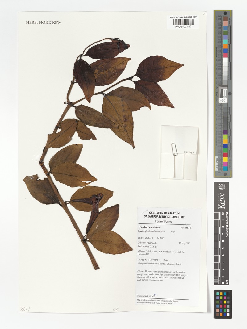 Aeschynanthus magnificus