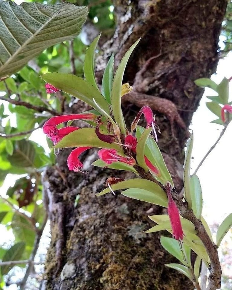Aeschynanthus mannii photo 2