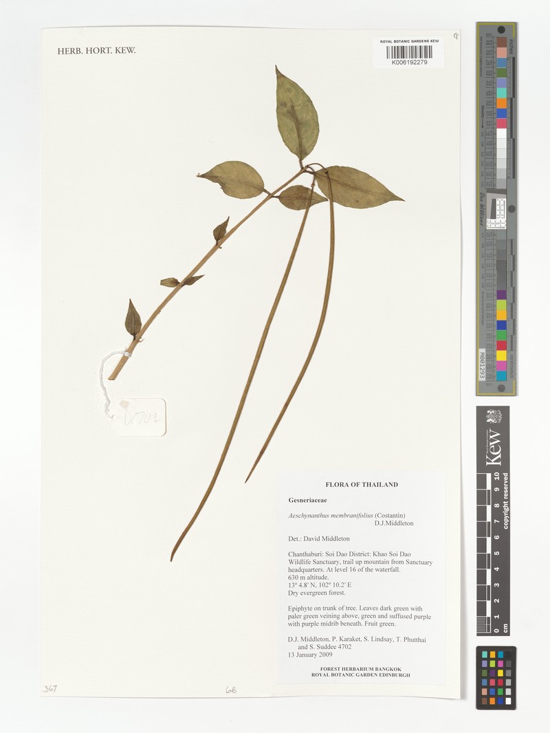 Aeschynanthus membranifolius