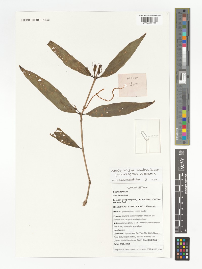 Aeschynanthus membranifolius photo 2