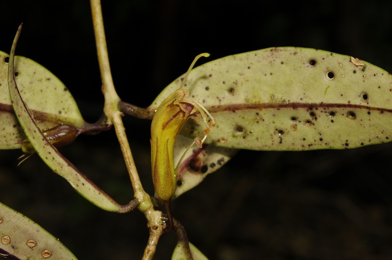 Aeschynanthus membranifolius photo 3