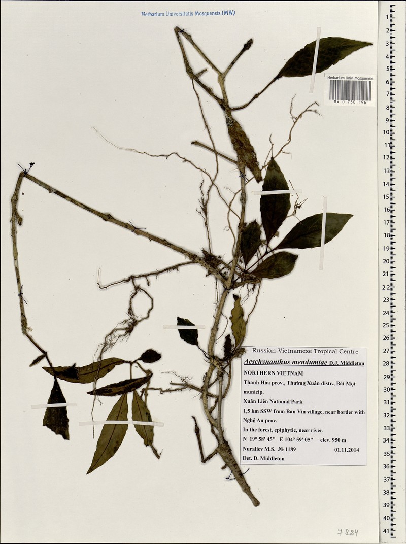 Aeschynanthus mendumiae