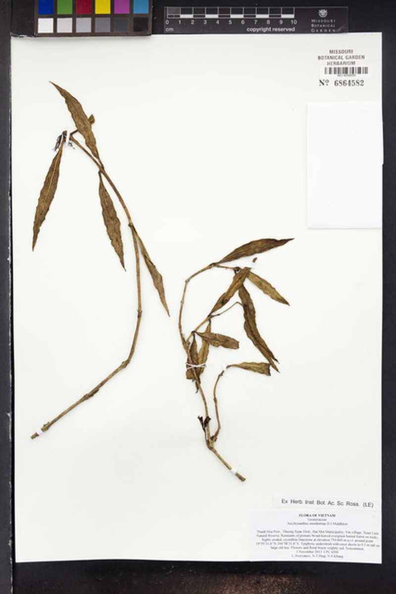 Aeschynanthus mendumiae photo 2