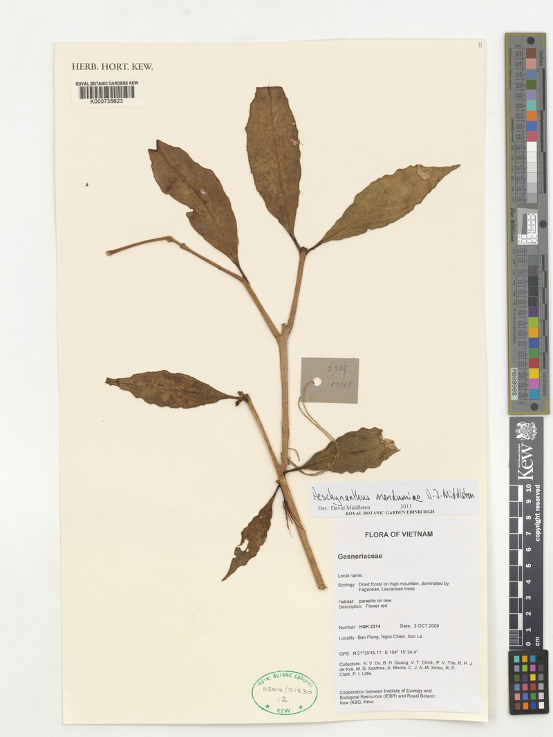 Aeschynanthus mendumiae photo 3