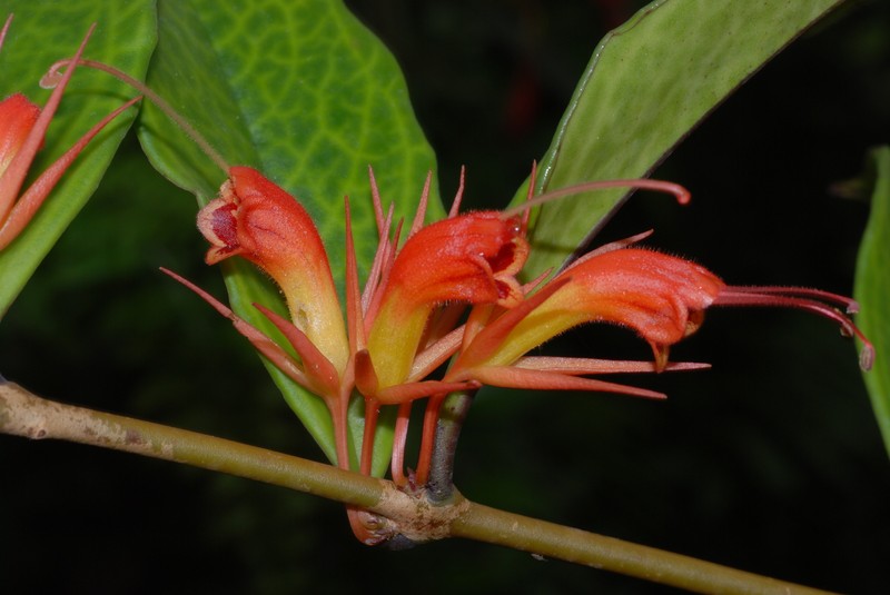 Aeschynanthus mendumiae photo 5