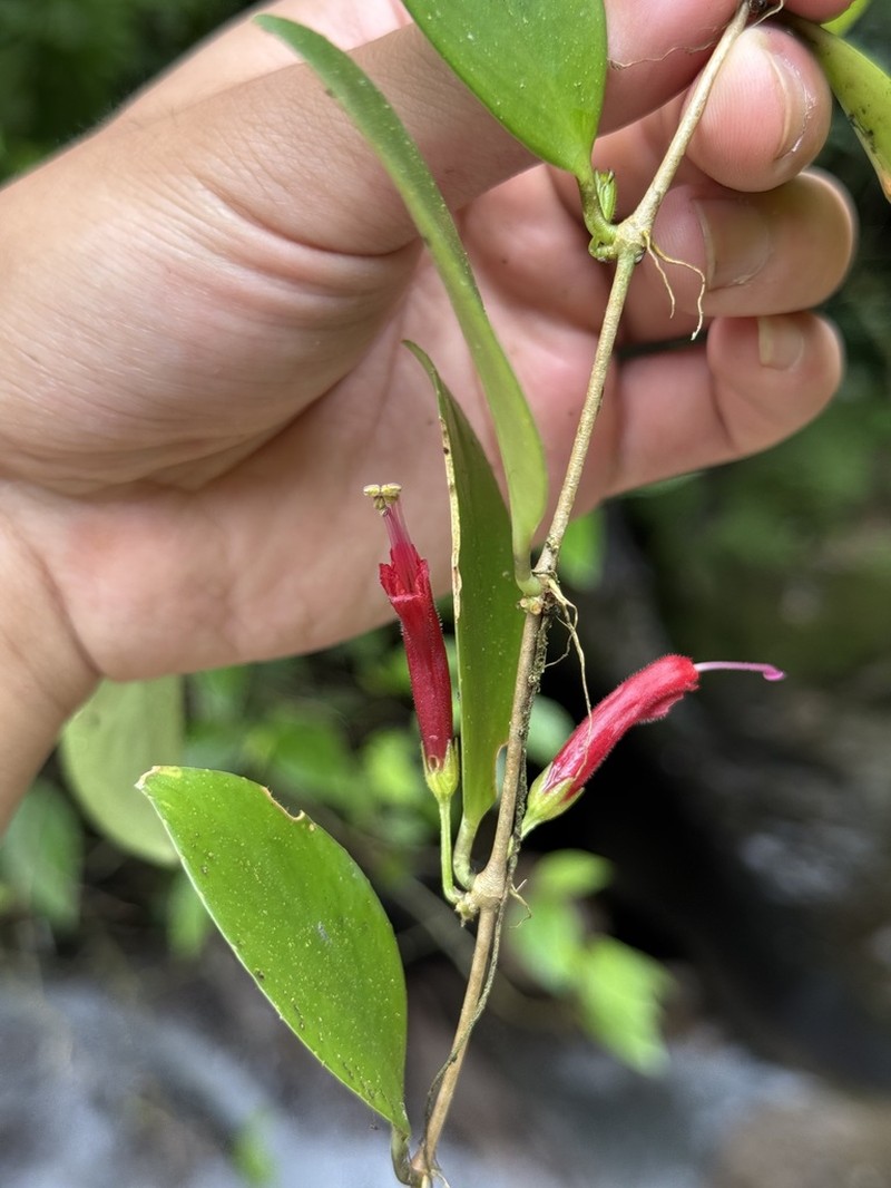 Aeschynanthus micranthus photo 2
