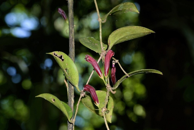 Aeschynanthus micranthus photo 3