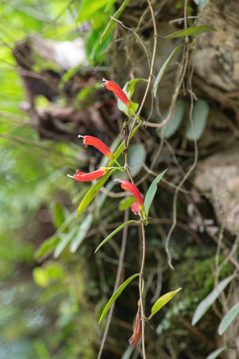 Aeschynanthus micranthus photo 5