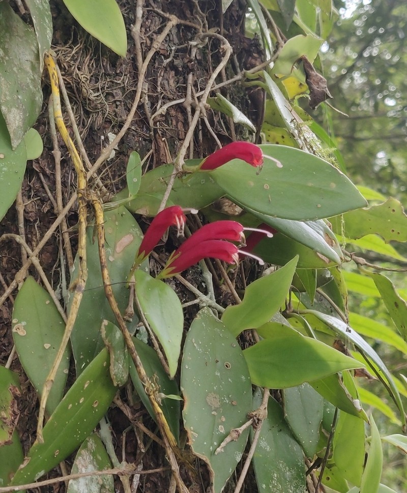 Aeschynanthus micranthus photo 6