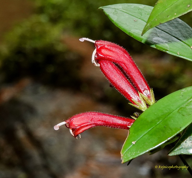 Aeschynanthus micranthus photo 7