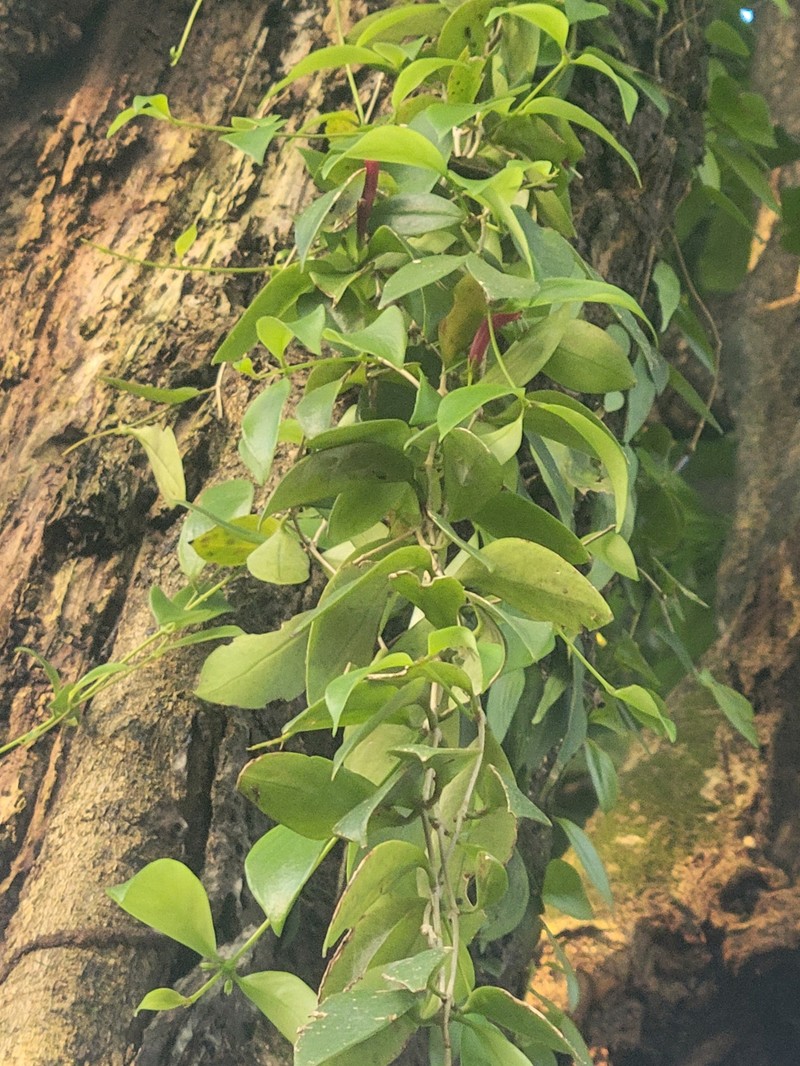 Aeschynanthus micranthus photo 8