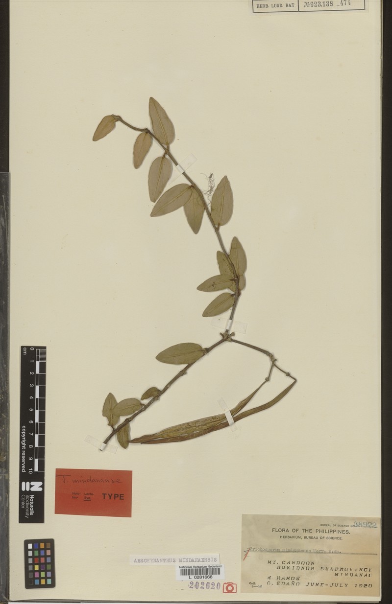 Aeschynanthus mindanaensis